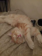 �����. ����