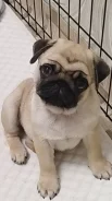 ����. ����