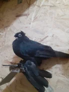 ������. ����