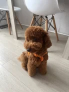���������� ������. ����