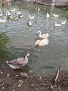 ����. ����