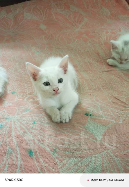 �����. ����