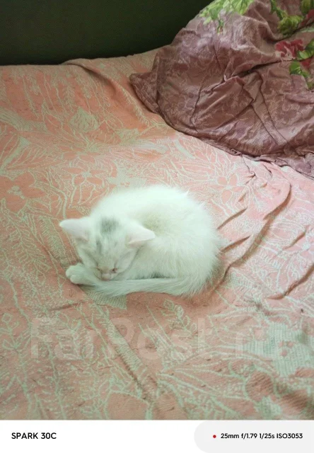 �����. ����