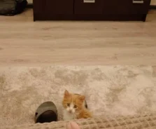 �����. ����