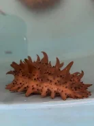 �������. ����