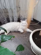 �����. ����