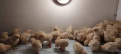 ����. ����