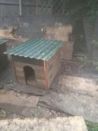 �����. ����