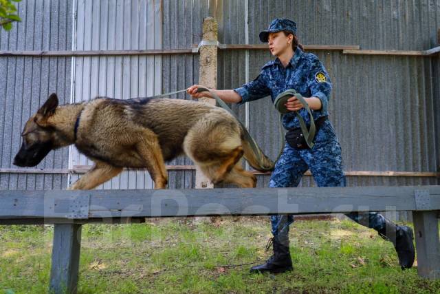 �������. ��� ��-41 ������ ������ �� ����������� ����. ����� ��������� 95 ����