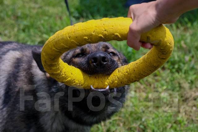 �������. ��� ��-41 ������ ������ �� ����������� ����. ����� ��������� 95 ����