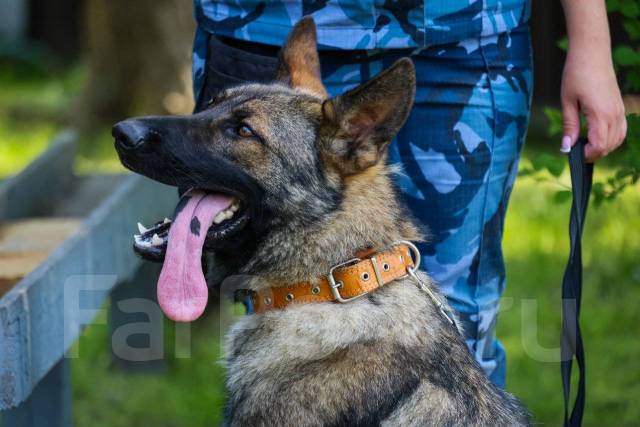 �������. ��� ��-41 ������ ������ �� ����������� ����. ����� ��������� 95 ����