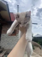 �����. ����