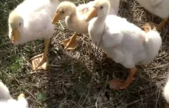 ����. ����