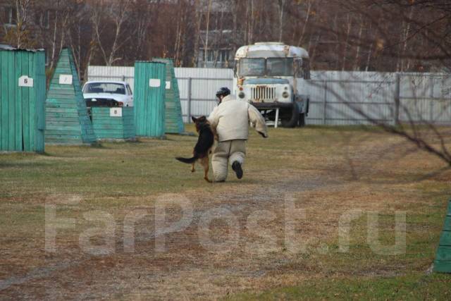 �������. ��� ��-41 ������ ������ �� ����������� ����. ����� ��������� 95 ����