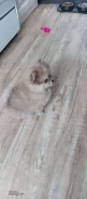 �������� ����. ����