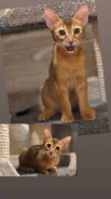 �����. ����