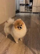 ����������� ����. ����