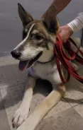 �����. ����