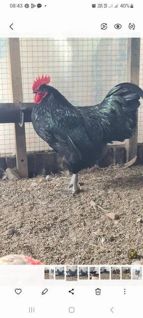 ����. ����