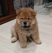 ���-���. ��� ����� �� ������������� ����
