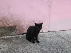 �����. ����
