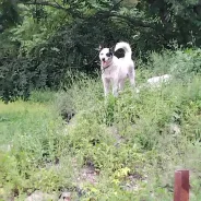 �����. ����