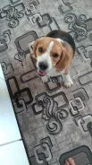 �����. ����
