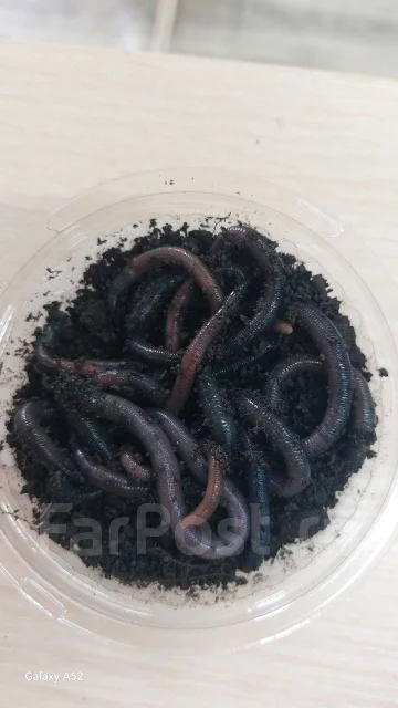 �����. ����