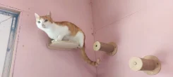 ���� ���� ��� � ������� ����� ����
