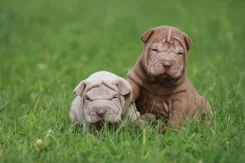 ������. ����
