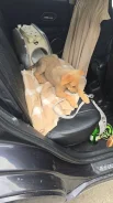 ������. ����