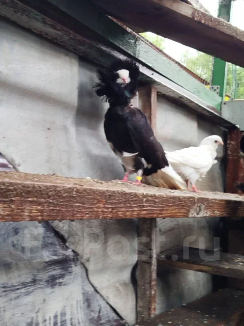 ������. ����