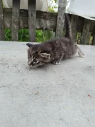 �����. ����