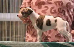 ������. ����
