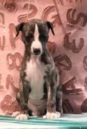 ������. ����