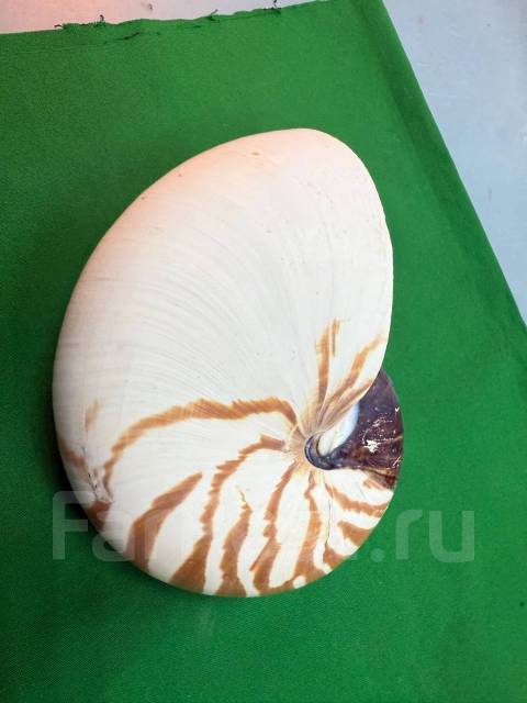 ��������, �������. ����