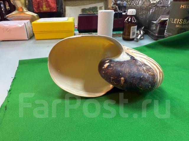 ��������, �������. ����