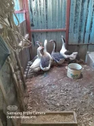 ����. ����