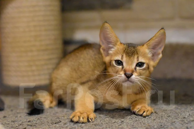 �����. ����