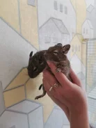 ����. ����
