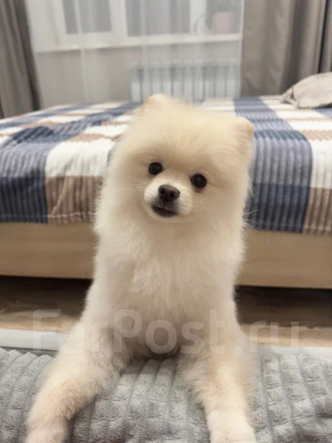 ����. ����