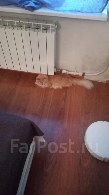 �����. ����