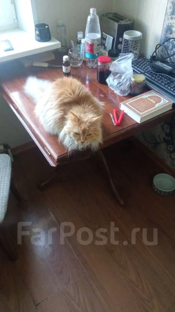 �����. ����