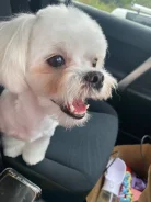 ����������� �������. ����