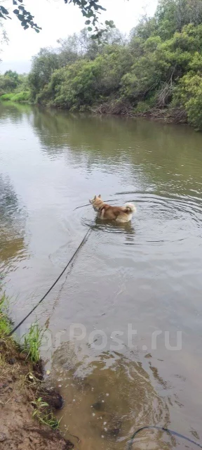 �����. ����