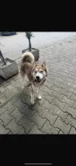 �����. ����