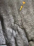 ���� ��������. ����