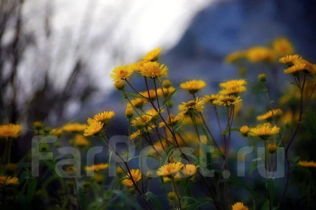 Pentax K-10 Kit. 10 - 14.9 ��, ���: 3� ����