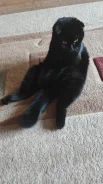 ����������� ��������� �����. ����