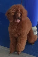 ������. ����